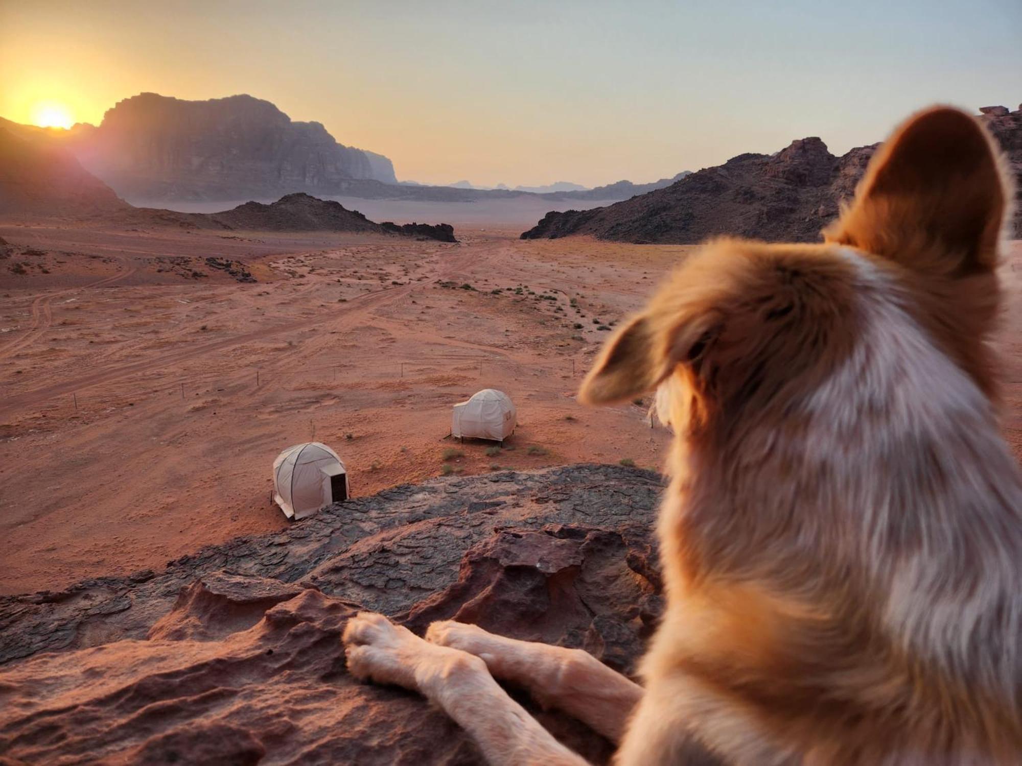 Wadi Rum Bedouin Experience المظهر الخارجي الصورة
